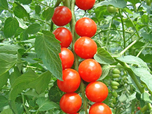 ���-����С���t���N��-���_(d��)