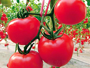 ����_-�t�����ѷN��-���_(d��)