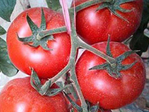 ��ӯ-�t�����ѷN��-���_(d��)