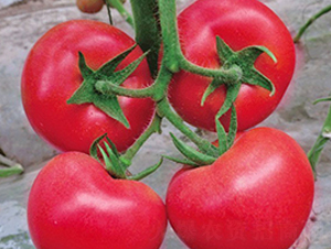 ����-�t�����ѷN��-���_(d��)