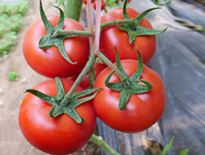 ��t1̖(h��o)-�t�����ѷN��-���_(d��)