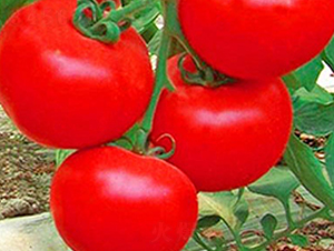 ����2̖(h��o)-�t�����ѷN��-���_(d��)