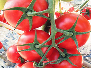 ؐ��-�t�����ѷN��-���_(d��)