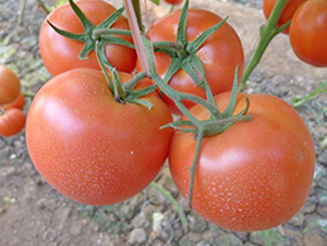 ����6̖(h��o)-�۹����ѷN��-���_(d��)