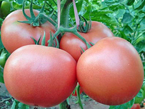 ����˹-�۹����ѷN��-���_(d��)