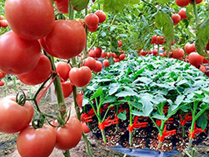 ����2̖(h��o)-�۹����ѷN��-���_(d��)