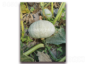 �y��1̖-�ϹϷN��-�I�ھ���