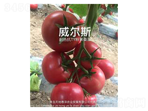 ����˹-�۹����ѷN��-��ػݝ�