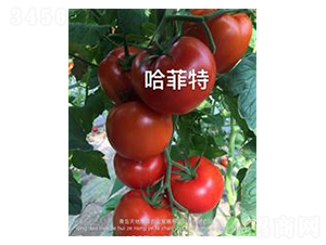 ������-�t�����ѷN��-��ػݝ�