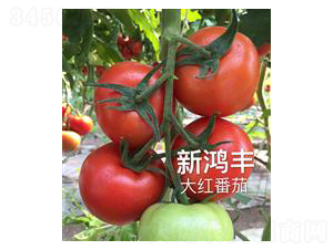 �����S-�t�����ѷN��-��ػݝ�