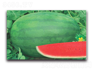 �޿���̖-���ϷN��-����ӯ�r(n��ng)�I(y��)