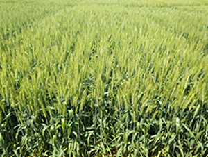 ����29-С���N��-�S���N�I(y��)