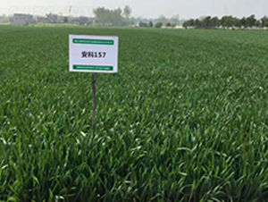 ����157-С���N��-�S���N�I(y��)