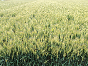 ����L598-С���N��-�S���N�I(y��)