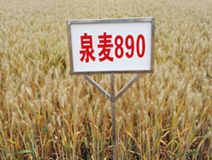 Ȫ��890-С���N��-�S���N�I(y��)