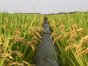 �(zh��n)Ŵ19̖-ˮ���N��-�S���N�I(y��)