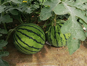 ����-���ϷN��-�S���N�I(y��)