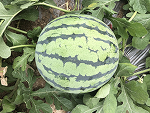 ����1̖-���ϷN��-�S���N�I(y��)