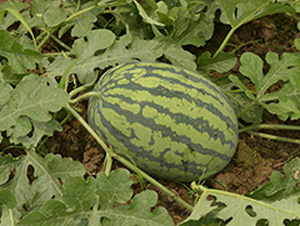 �v��-���ϷN��-�S���N�I(y��)