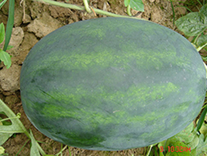 �S����̖-���ϷN��-�S���N�I(y��)