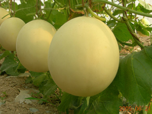 �S����̖-��ϷN��-�S���N�I(y��)