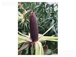 ����Ŵ20-���׷N��-�S��(l��)�N�I(y��)