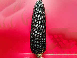 �ɿ���905-���׷N��-�S��(l��)�N�I(y��)