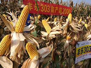 �S��(l��)303-���׷N��-�S��(l��)�N�I(y��)