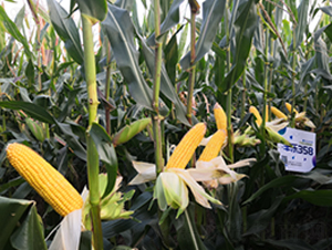 �S��(l��)358-���׷N��-�S��(l��)�N�I(y��)