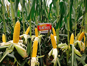 �S��(l��)365-���׷N��-�S��(l��)�N�I(y��)