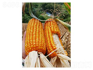 ����525-���׷N��-�S��(l��)�N�I(y��)