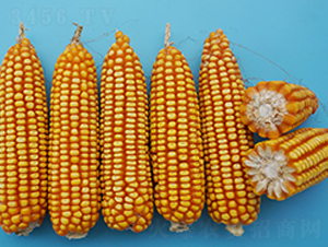 ���r(n��ng)�����A8̖(h��o)-���׷N��-�S��(l��)�N�I(y��)