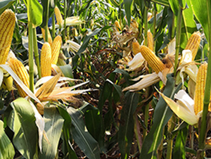 �S��(l��)382-���׷N��-�S��(l��)�N�I(y��)