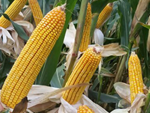 �S��218-���׷N��-�S��(l��)�N�I(y��)