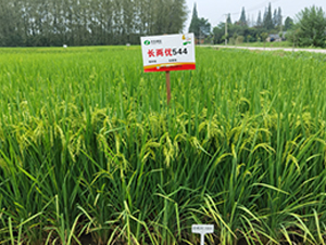 �L(zh��ng)�Ƀ�(y��u)544-ˮ���N��-�S��(l��)�N�I(y��)