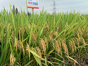 �Ƀ�(y��u)3386-ˮ���N��-�S��(l��)�N�I(y��)