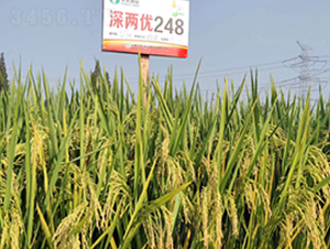 ��Ƀ�(y��u)248-ˮ���N��-�S��(l��)�N�I(y��)