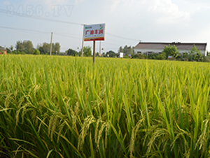 �V���S��(r��n)-ˮ���N��-�S��(l��)�N�I(y��)