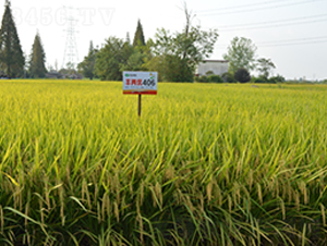 �S�Ƀ�(y��u)406-ˮ���N��-�S��(l��)�N�I(y��)