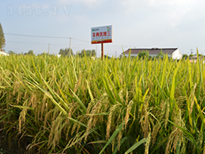 �S�Ƀ�(y��u)����-ˮ���N��-�S��(l��)�N�I(y��)