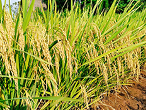 �i��(y��u)1269-ˮ���N��-�S��(l��)�N�I(y��)