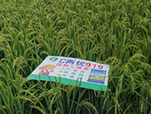 C�Ƀ�(y��u)919-ˮ���N��-�S��(l��)�N�I(y��)