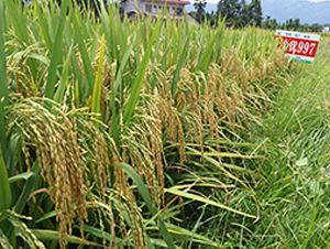 ����(y��u)997-ˮ���N��-�S���N�I(y��)