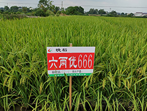 ���Ƀ�(y��u)666-ˮ���N��-�S���N�I(y��)