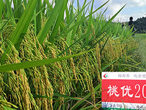 �҃�(y��u)205-ˮ���N��-�S���N�I(y��)