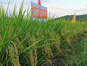 ��(chu��ng)�Ƀ�(y��u)����ռ-ˮ���N��-�S���N�I(y��)