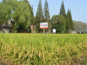 �Ƀ�(y��u)5078-ˮ���N��-�S���N�I(y��)