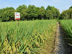 �S�Ƀ�(y��u)��һ̖(h��o)-ˮ���N��-�S���N�I(y��)