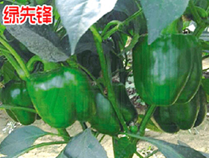 �G���h-�����N��-Ǭ�·N�I(y��)