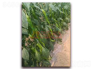 ����-�����N��-Ǭ�·N�I(y��)